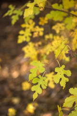 autumn leaves on the tree