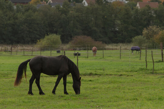 A majestic black horse is peacefully grazing in a lush, green grassy field, enjoying the beautiful and tranquil natural surroundings