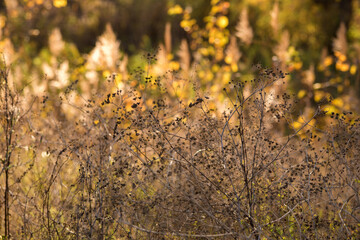 autumn leaves on the tree