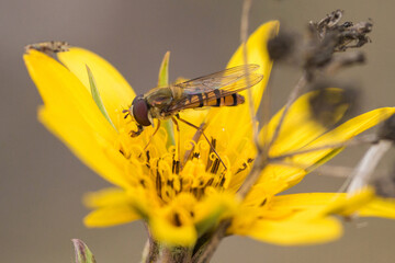 fly on yellow flower