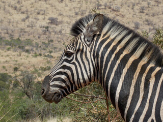Zebra