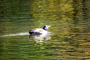 Stockente schwimmt auf einem Teich im Herbst