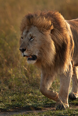 Portrait of a Lion at Masai Mara, Kenya