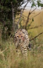 Cheetah on walk after having heavy meal at Masai Mara, Kenya