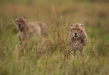 A pair of Cheetah walking in the mid of tall grasses, Masai Mara