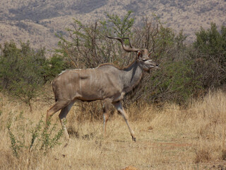 Kudu