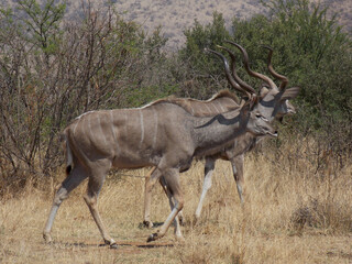 Kudu