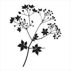 ivy flower silhouette on white background

