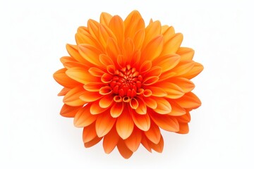 Orange flower dahlia petal plant.