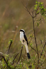 Grey-backed fiscal shrike perched on bush, Masai Mara, Kenya