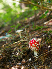 Red Amanita muscaria mushrooms in a forest