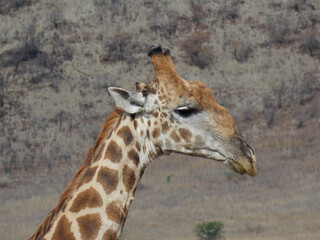 Giraffe