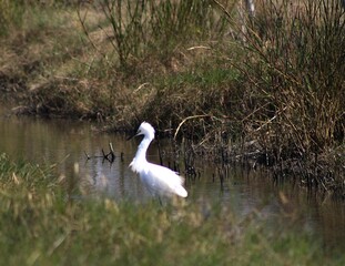 Snowy egret