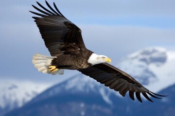 Obraz premium Eagle of America animal flying bird.