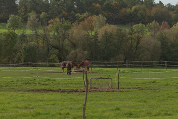 Naklejka premium A majestic horse is peacefully standing in an open field, with lush green grass and beautiful trees gracefully positioned in the background