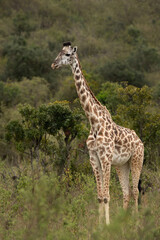 A Giraffe in the green vegetation at Masai Mara, Kenya