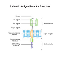 Chimeric Antigen Receptor Structure (CAR) Scientific Design. Vector Illustration.
