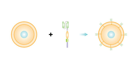 CAR T-cell Therapy Scientific Design. Vector Illustration.

