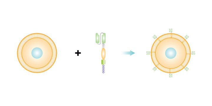 CAR T-cell Therapy Scientific Design. Vector Illustration.
