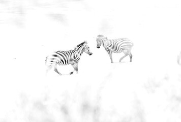 Fototapeta na wymiar Highkey image of a pair of zebra at Masai Mara, Kenya