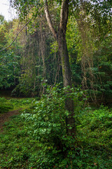 Autumn Trees in the Forest