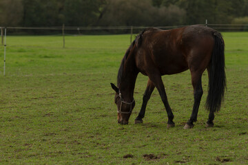 A lovely brown horse is peacefully grazing in a lush, grassy field, surrounded by a beautiful natural landscape filled with greenery