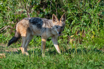 A black backed Jackal in Rietvlei nature reserve, South Africa