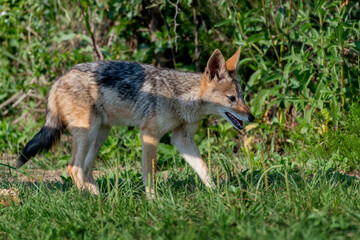 A black backed Jackal in Rietvlei nature reserve, South Africa