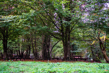 Autumn Trees in the Forest