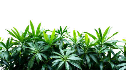 dense green hedge foliage isolated on white background, perfect for landscape design, garden decor, or natural background elements, cut out