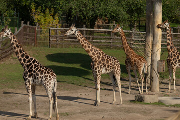 A serene and tranquil scene showcasing multiple giraffes gracefully grazing in a lush, vibrant green environment