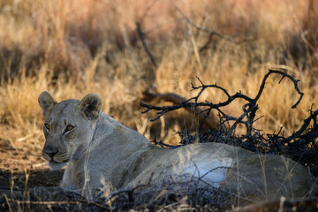A lioness lying down  in the Pilanesberg National Park, South Africa