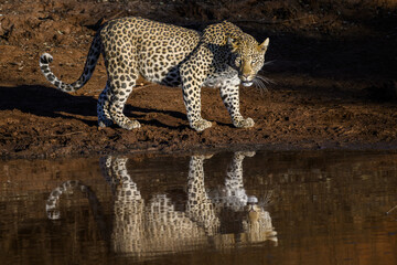An African leopard comes to a waterhole to drink, Pilanesberg National Park, South Africa © Andrew