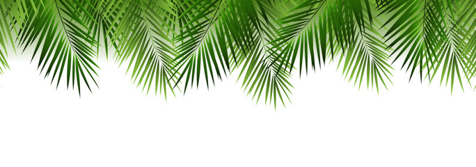 Palm Tree Branch Frame Isolated White Background