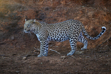 An African leopard comes to a waterhole to drink, Pilanesberg National Park, South Africa