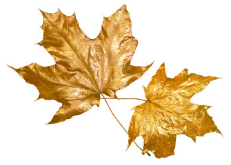 Two autumn golden colored maple leaves with metallic shine isolated on white background