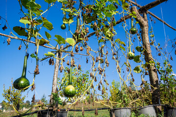 Bottle Gourd, Calabash Gourd, Flowered Gourd or White Flowered Gourd Culture in Farm.