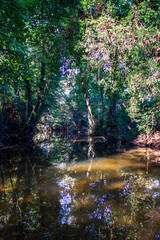 Autumn Trees in the Forest