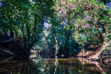Autumn Trees in the Forest