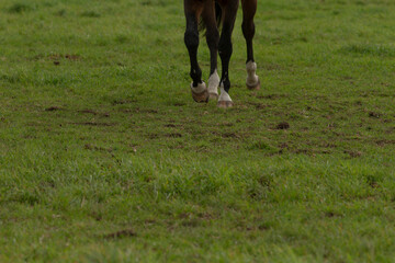 A majestic horse is leisurely walking through a wide grassy field, enjoying the serene beauty of...