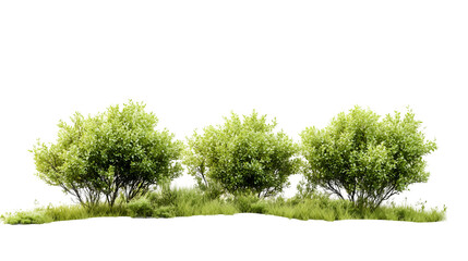 three green bushes isolated on white background, perfect for nature or landscape projects, cut out