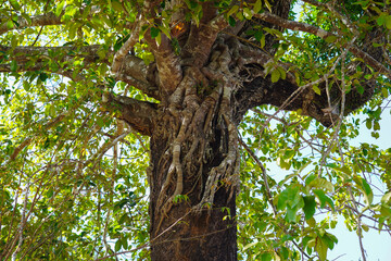 Fototapeta premium big tree in the forest