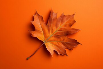 Single autumn leaf on a blank background, symbolizing the beauty of November in a minimalist style