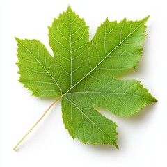 Fototapeta premium Closeup of a vibrant green maple leaf on a white background