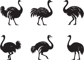 ostrich vector illustration