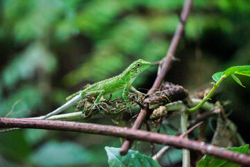 green lizard on a tree. Gren lizard with mouth open closeup