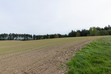 green wheat in cloudy weather in spring
