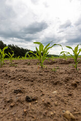 wet dirty corn in the ground after a thunderstorm with rain