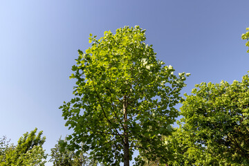 the green foliage of a tulip tree in sunny weather