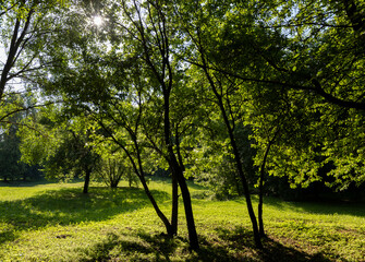 Obraz premium the sun shines through the green foliage of the trees in spring